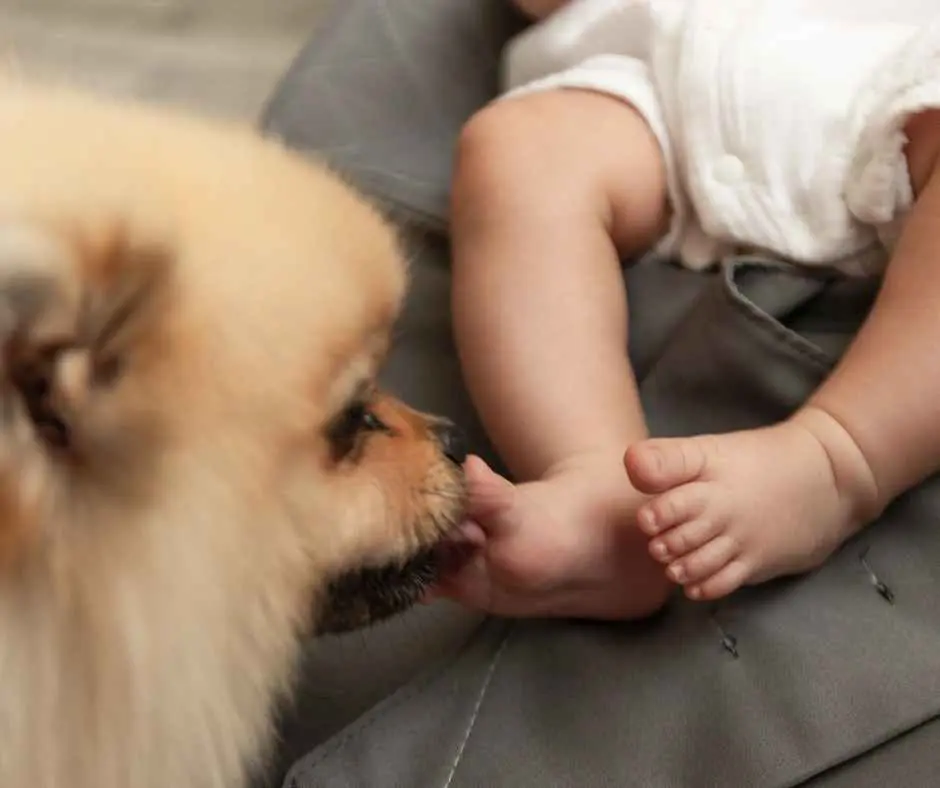 Introducing your baby to dogs & cats; safe, calm, realistic advice